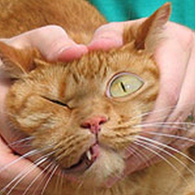 Text descriptioncat