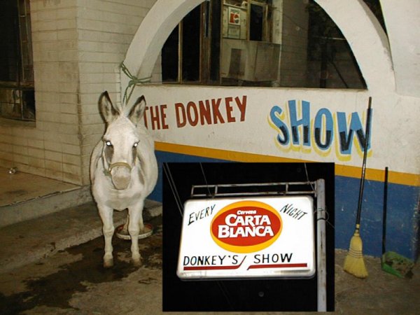 donkey