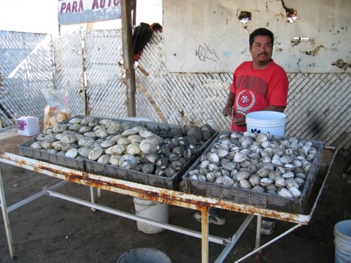 oyster