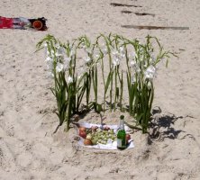 beach photos
