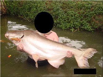 catfish