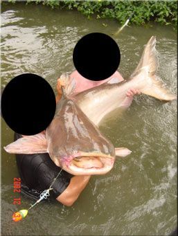 catfish2