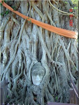 faceintree