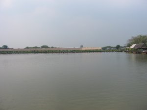 fish5