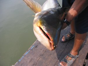 fish8