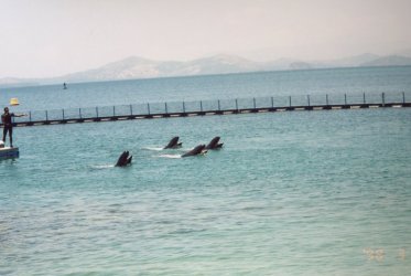 whales