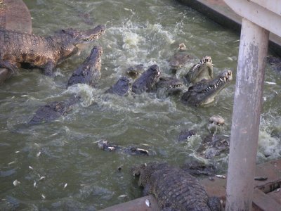 croc
