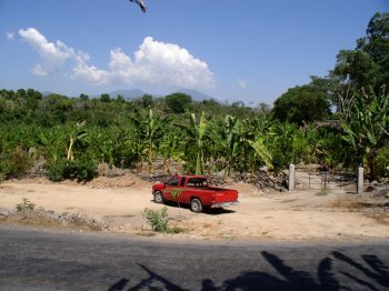 Nayarit banana groves