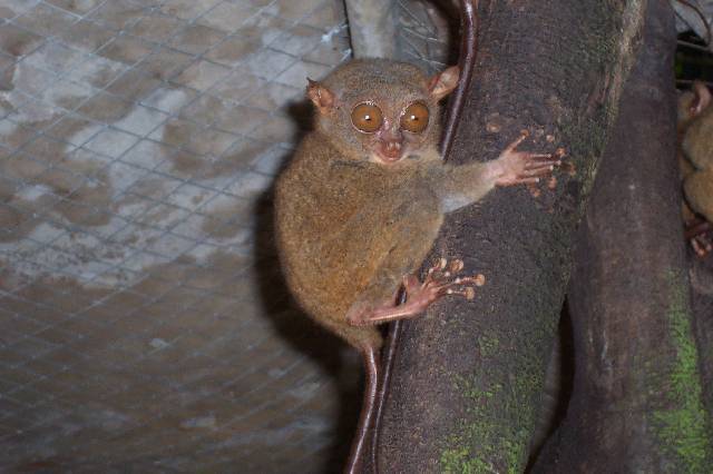 Bohol4