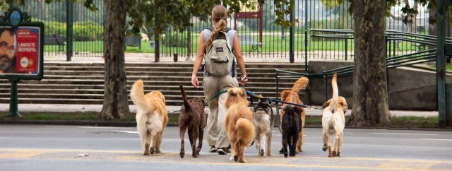 Dogs