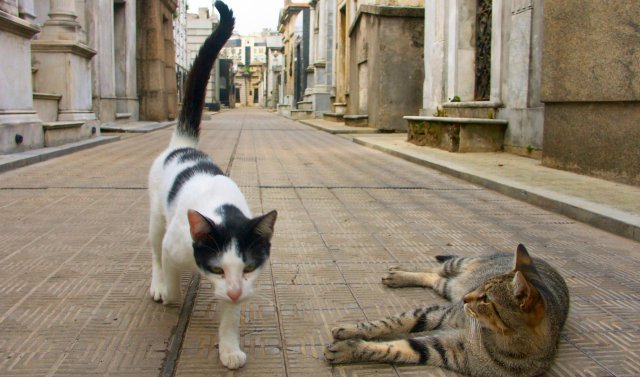 CemeteryCats