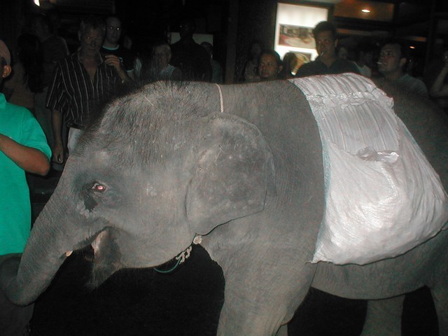 elefante