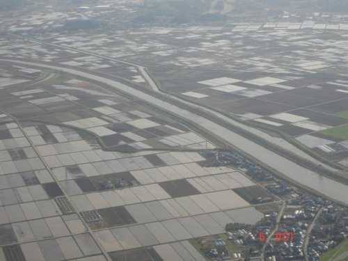 Ricefields