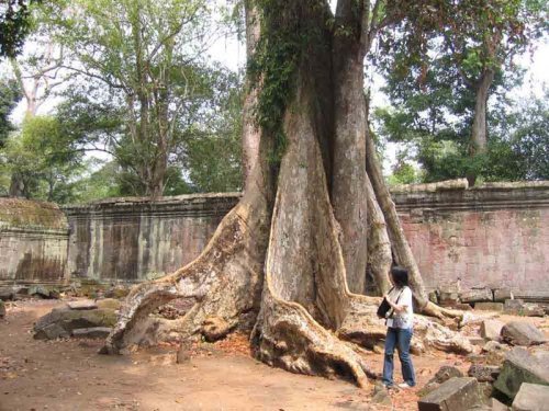 Ta Prohm 6