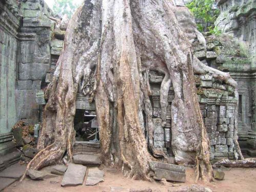 Ta Prohm 7