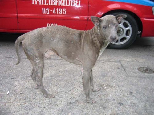 Dog