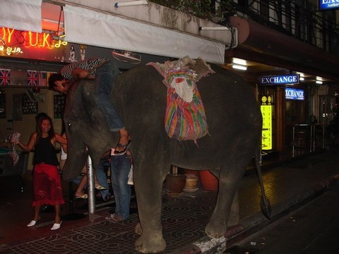 Elephant