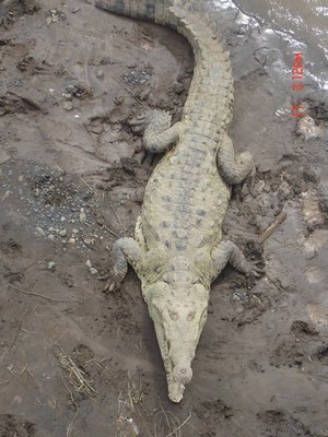 Croc1