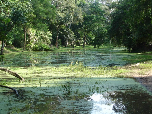 swamp1