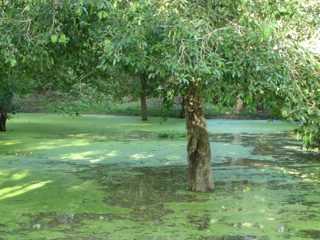 swamp2
