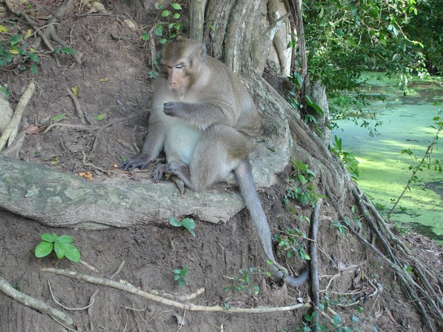 Monkey1