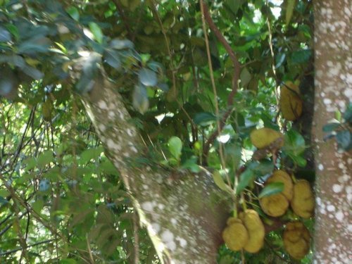 Fruit