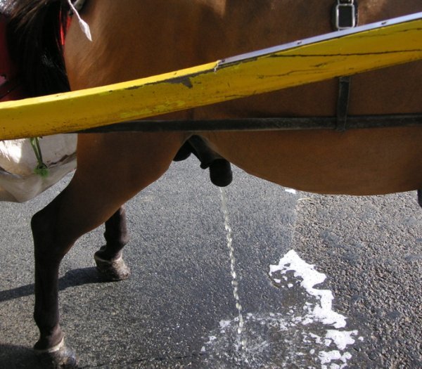horse079