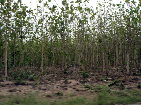 lots of trees
