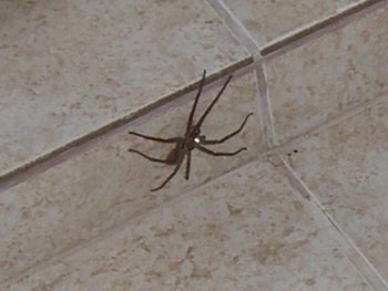 spider