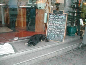 Dog