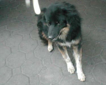 dog