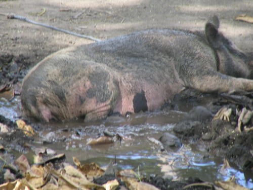 pig