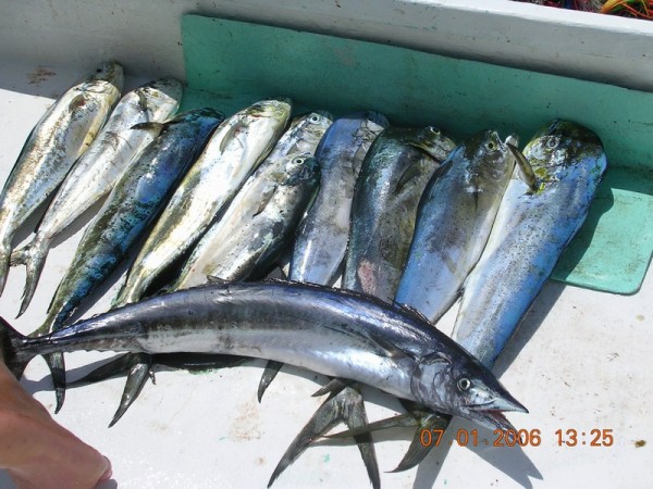 fish3