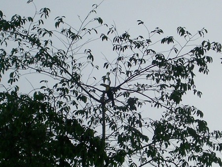 tikal9