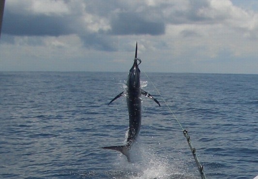 blackmarlin