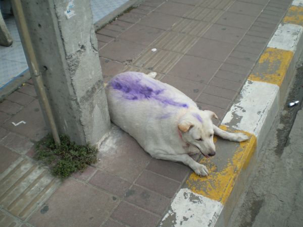 fat dog