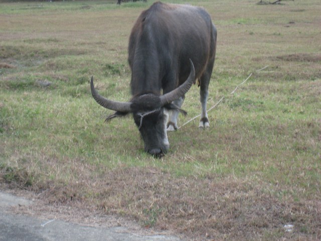 Buffalo