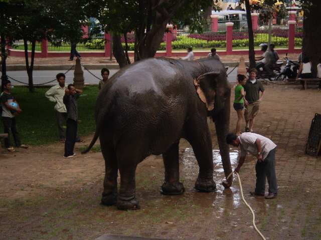 elephant