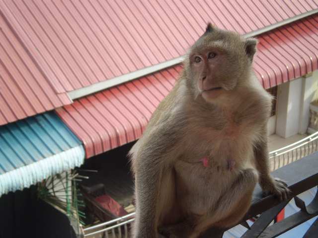 monkeys