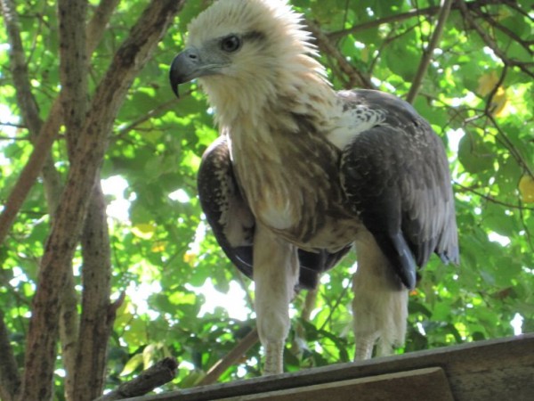 bird