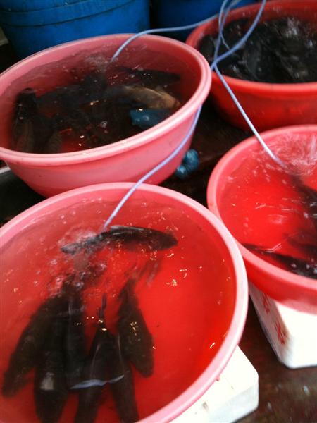 Seafood1