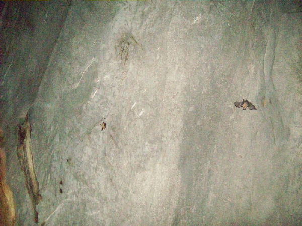 Cave3
