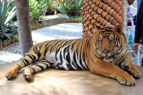 zoo1