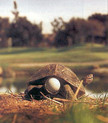 turtle