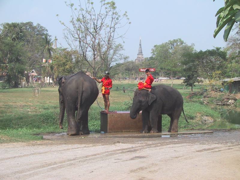 elephant