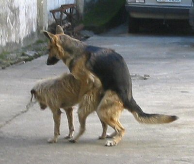 C:\Documents and Settings\Katia\Meus documentos\Images\Personal\dogster