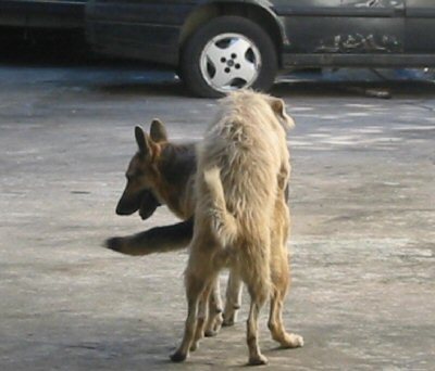 C:\Documents and Settings\Katia\Meus documentos\Images\Personal\dogster2