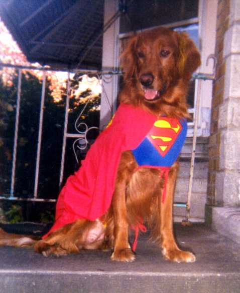look at me, I'm a doggie with a cape