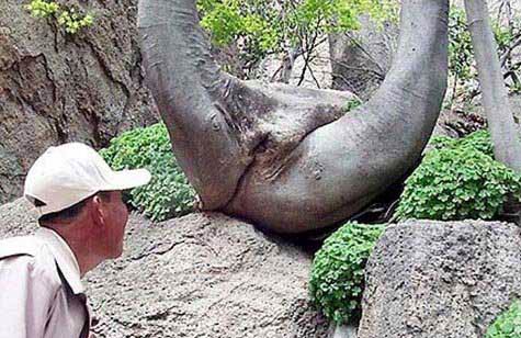 Tree Sex 1