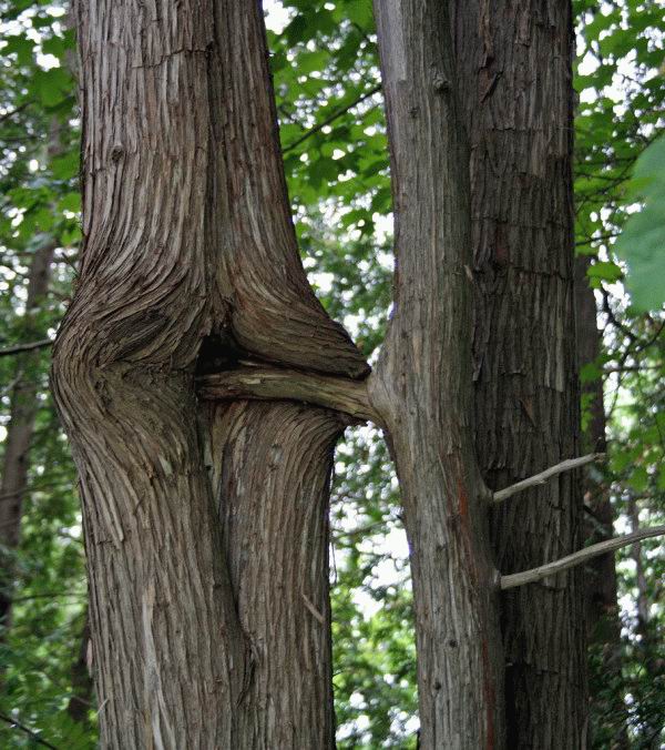 Tree Sex 2